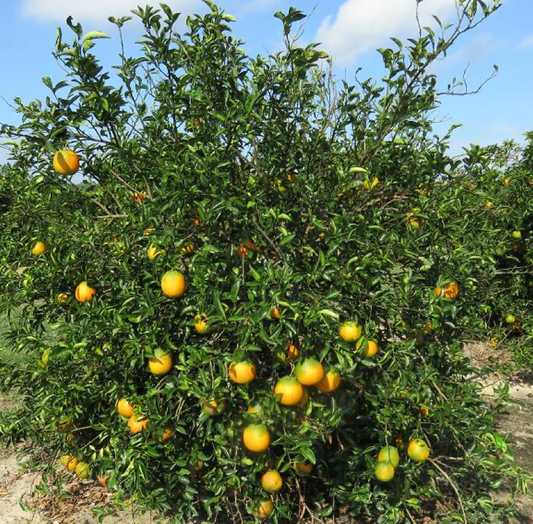 Sundragon US 6-49-96 Sweet Orange Budwood citrus plant material online shopping