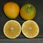 Sundragon US 6-49-96 Sweet Orange Budwood citrus plant material online shopping
