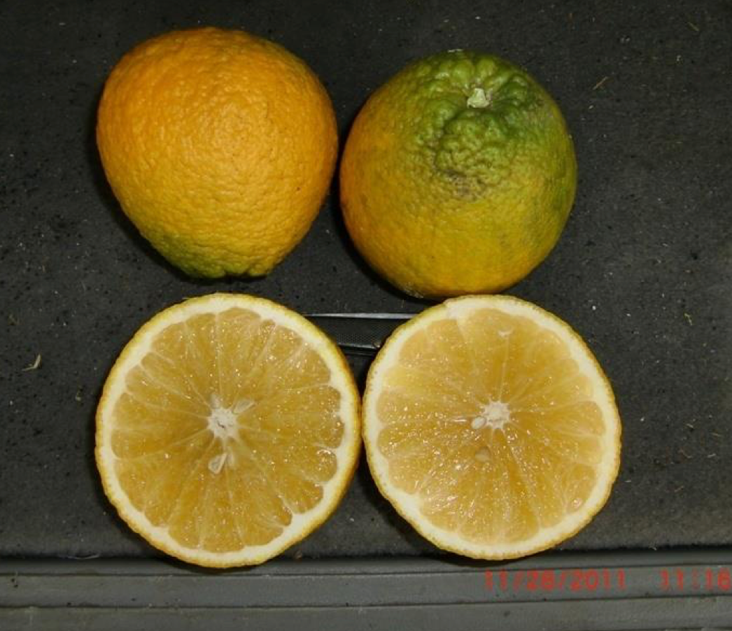 Sundragon US 6-49-96 Sweet Orange Budwood citrus plant material online shopping