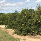 Sundragon US 6-49-96 Sweet Orange Budwood citrus plant material online shopping