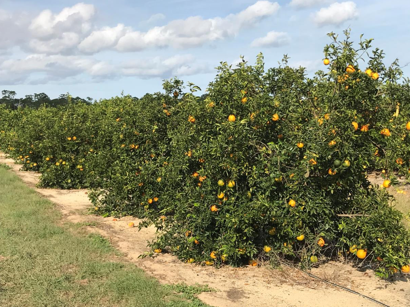 Sundragon US 6-49-96 Sweet Orange Budwood citrus plant material online shopping