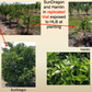 Sundragon US 6-49-96 Sweet Orange Budwood citrus plant material online shopping