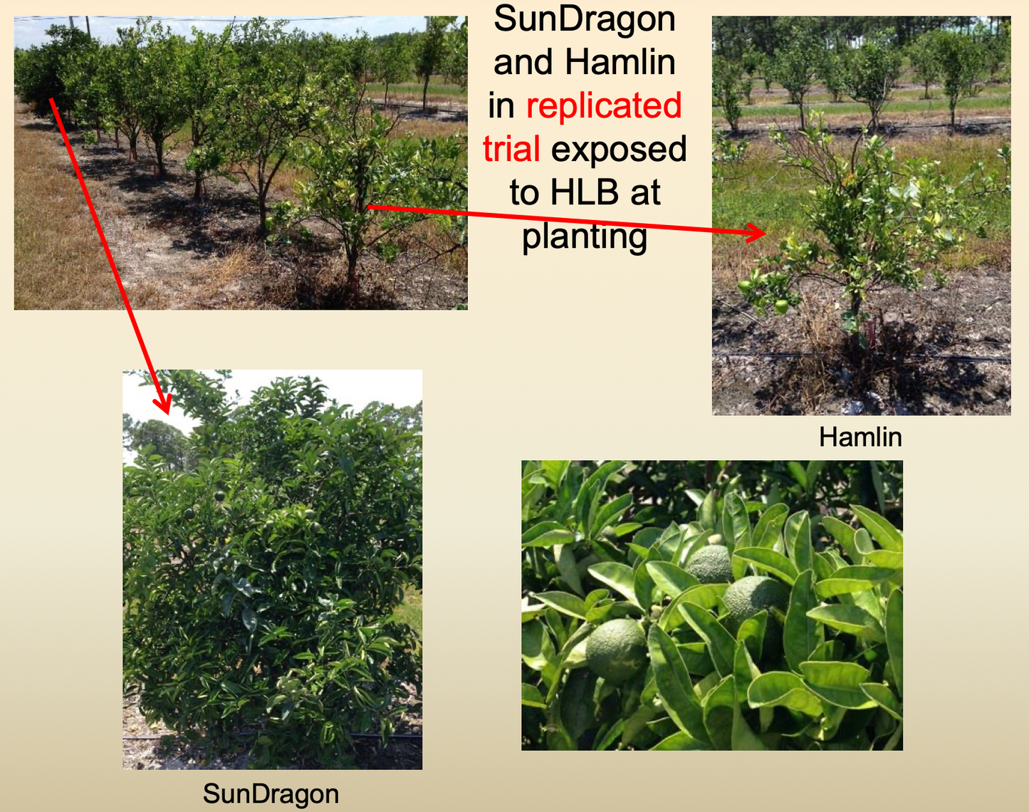 Sundragon US 6-49-96 Sweet Orange Budwood citrus plant material online shopping