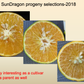 Sundragon US 6-49-96 Sweet Orange Budwood citrus plant material online shopping