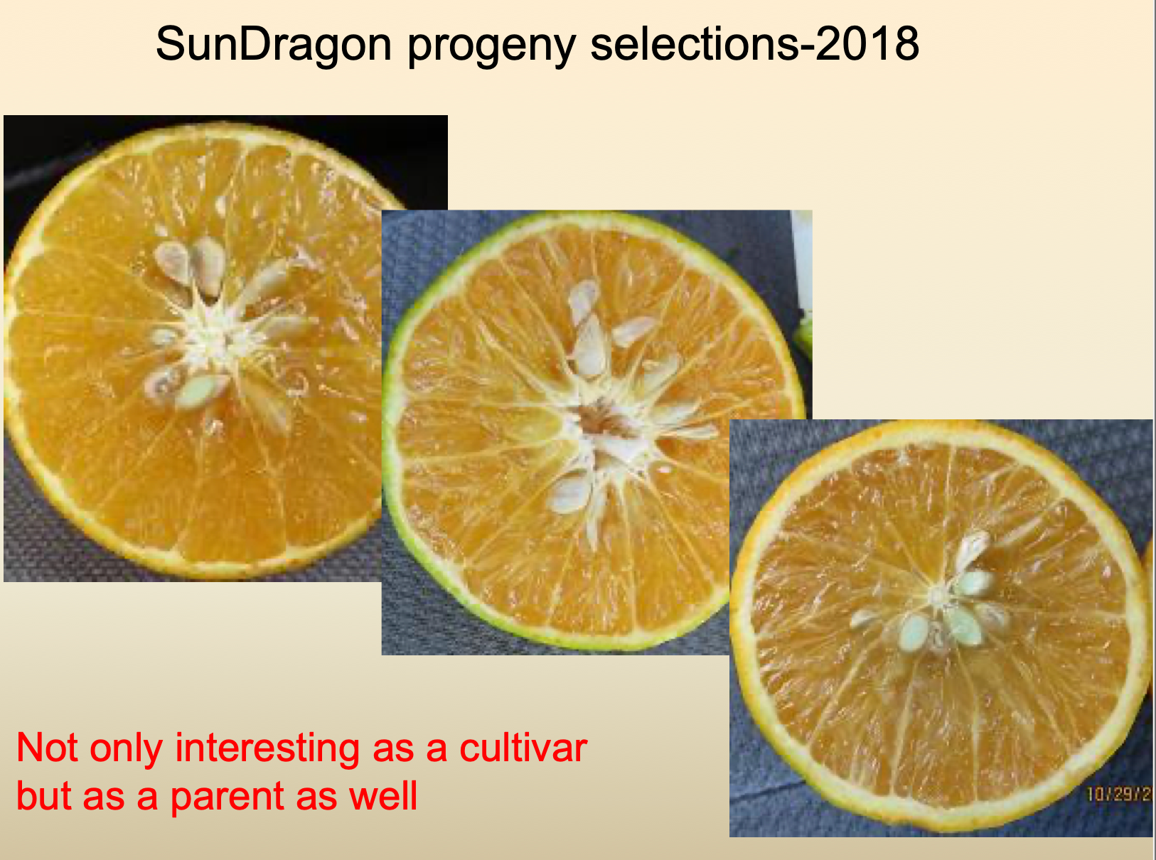 Sundragon US 6-49-96 Sweet Orange Budwood citrus plant material online shopping