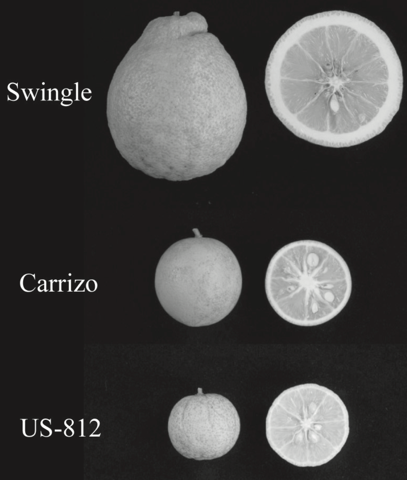 US-812 Citrandarin Trifoliate Hybrid Budwood citrus plant material online shopping