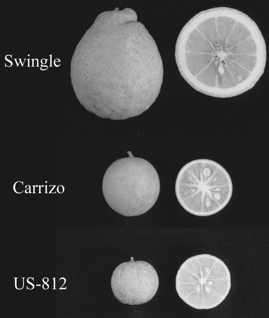 US-812 Citrandarin Trifoliate Hybrid Budwood citrus plant material online shopping