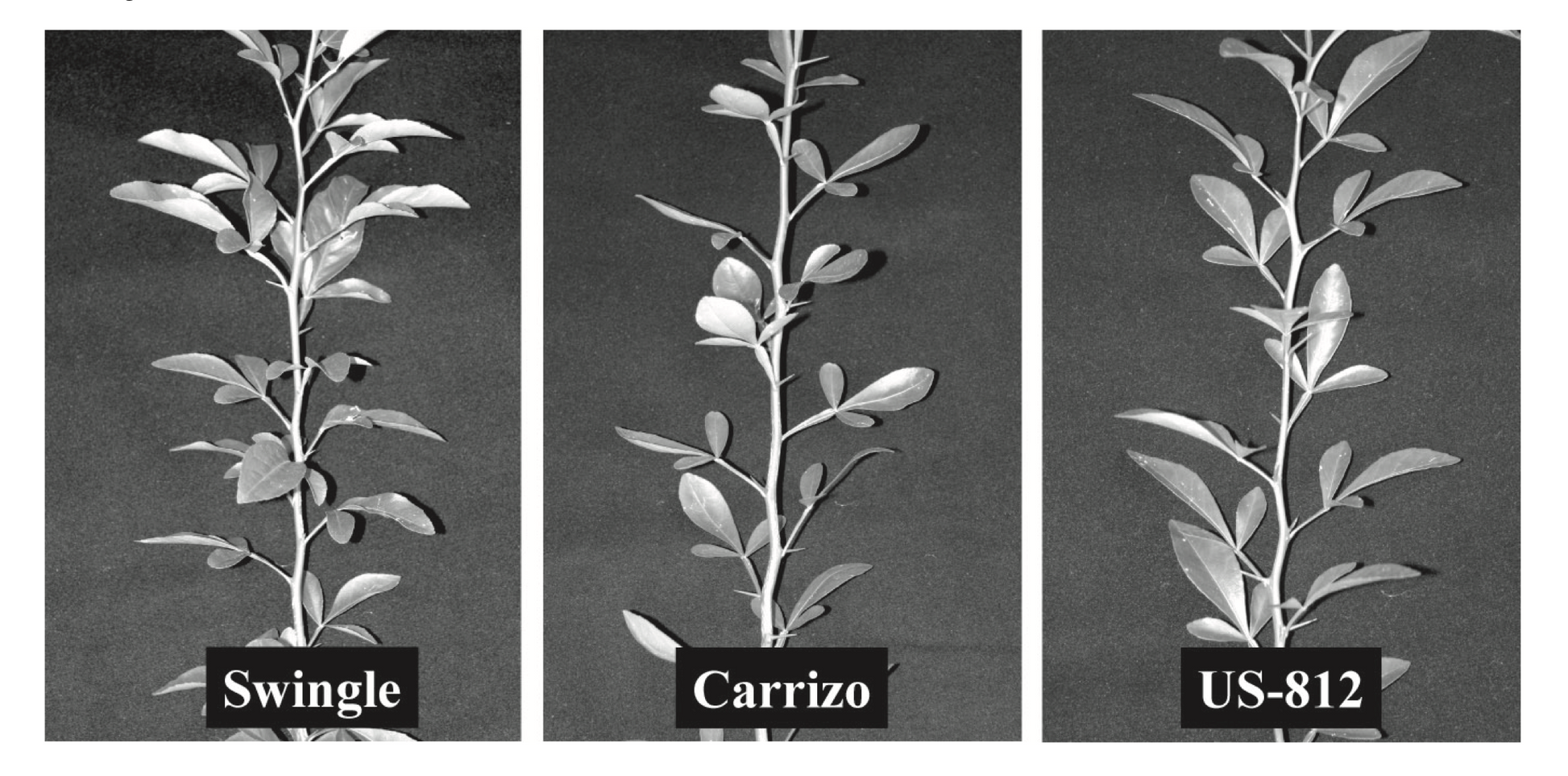 US-812 Citrandarin Trifoliate Hybrid Budwood citrus plant material online shopping
