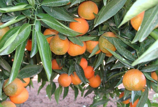 Nour Clementine Plant citrus plant material online shopping
