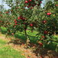 Toro Irrigation Barbed Dripline and Hose Fittings - 4mm Inside Diameter Barbed Tee Irrigation online shopping
