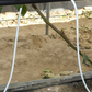 Toro Micro Irrigation White Spider Assembly - Pre Cut Leader Tube Irrigation online shopping