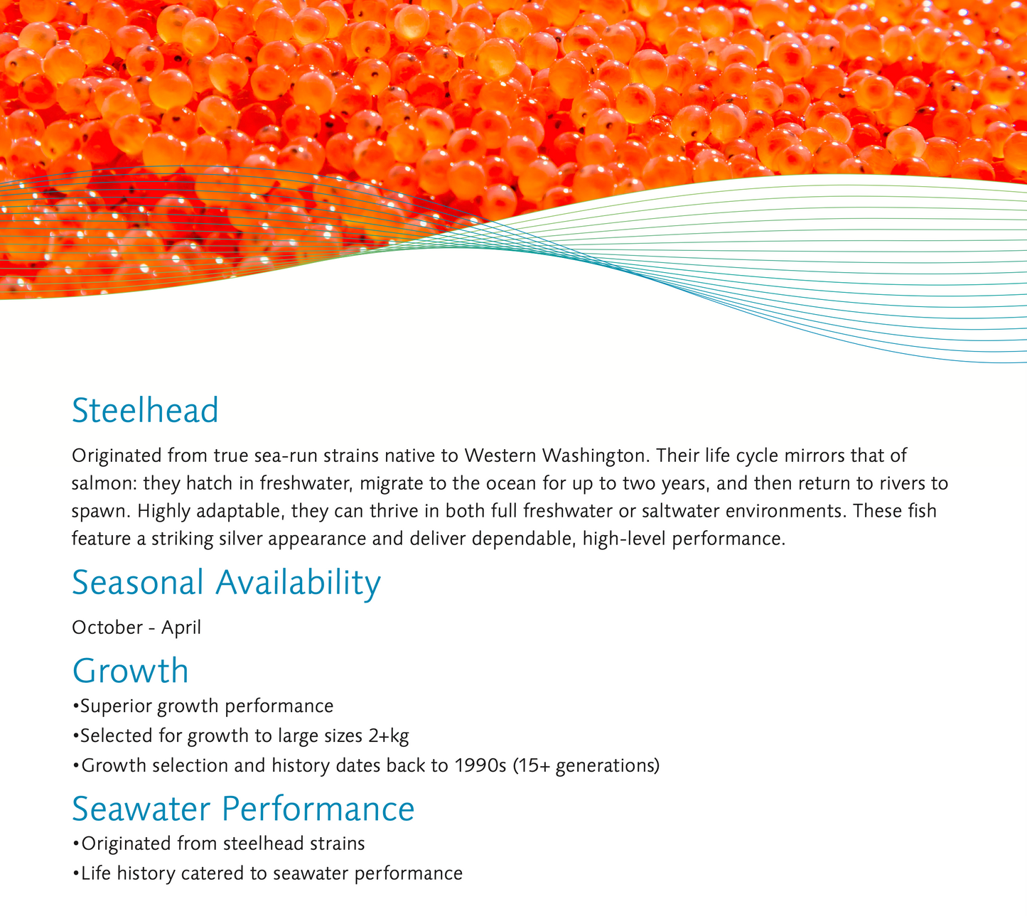 Steelhead Trout Eggs WA