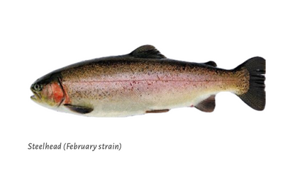 Steelhead Trout Eggs WA