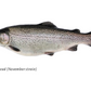 Steelhead Trout Eggs WA
