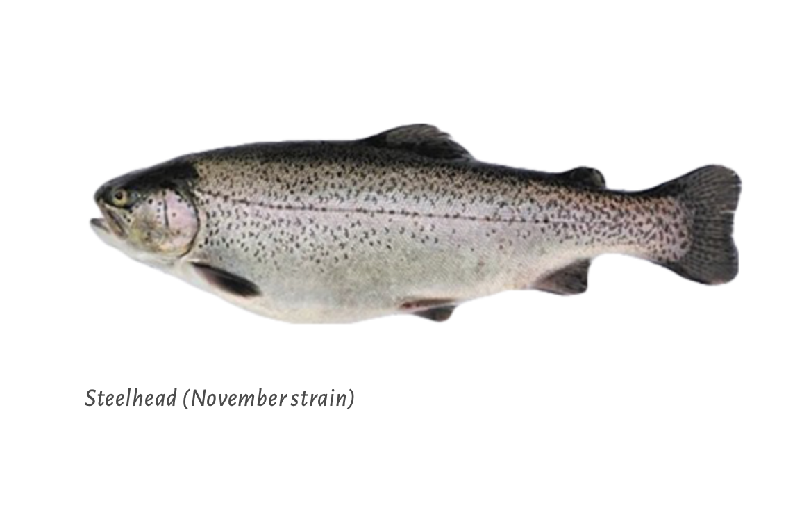 Steelhead Trout Eggs WA