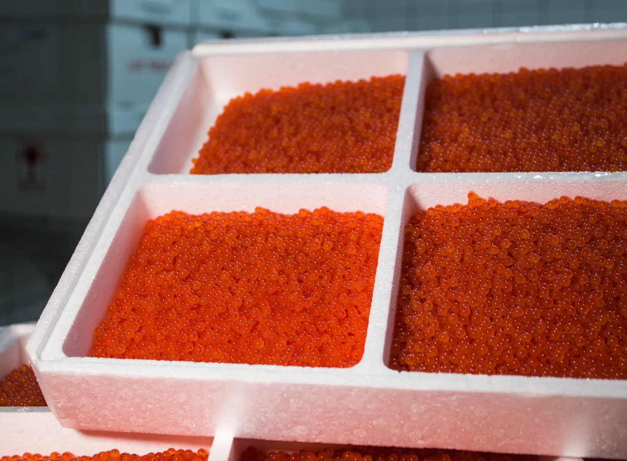 Brown Trout Eggs ZA\ aquaculture online shopping