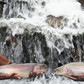 Brown Trout Eggs ZA\ aquaculture online shopping