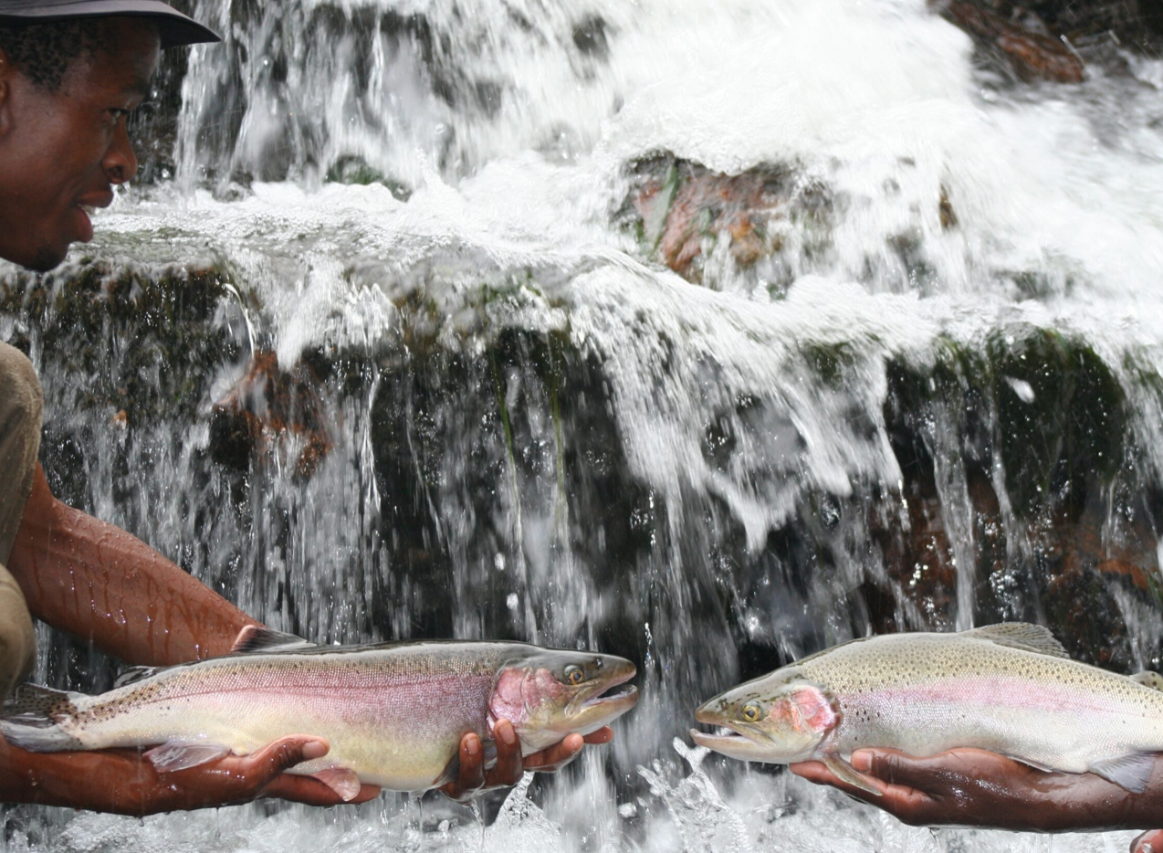 Brown Trout Eggs ZA\ aquaculture online shopping