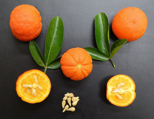 X639 Citrus Rootstock Seedling