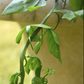 Weeping Dragon Plant