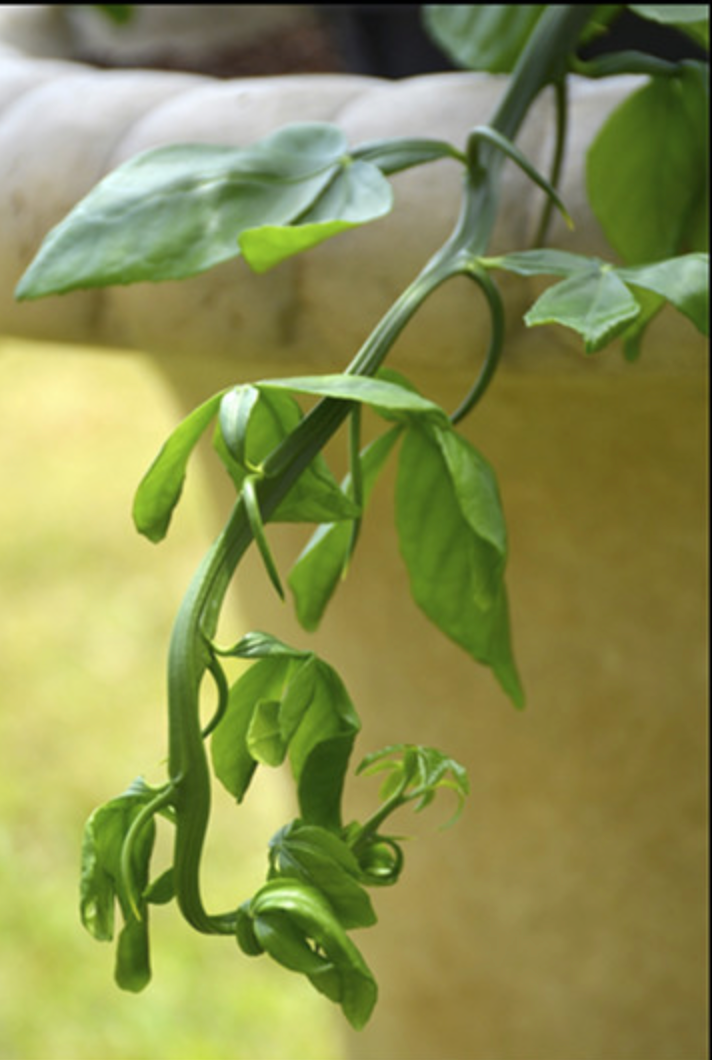 Weeping Dragon Plant