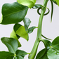 Weeping Dragon Plant