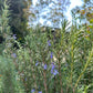Rosemary - Romarin
