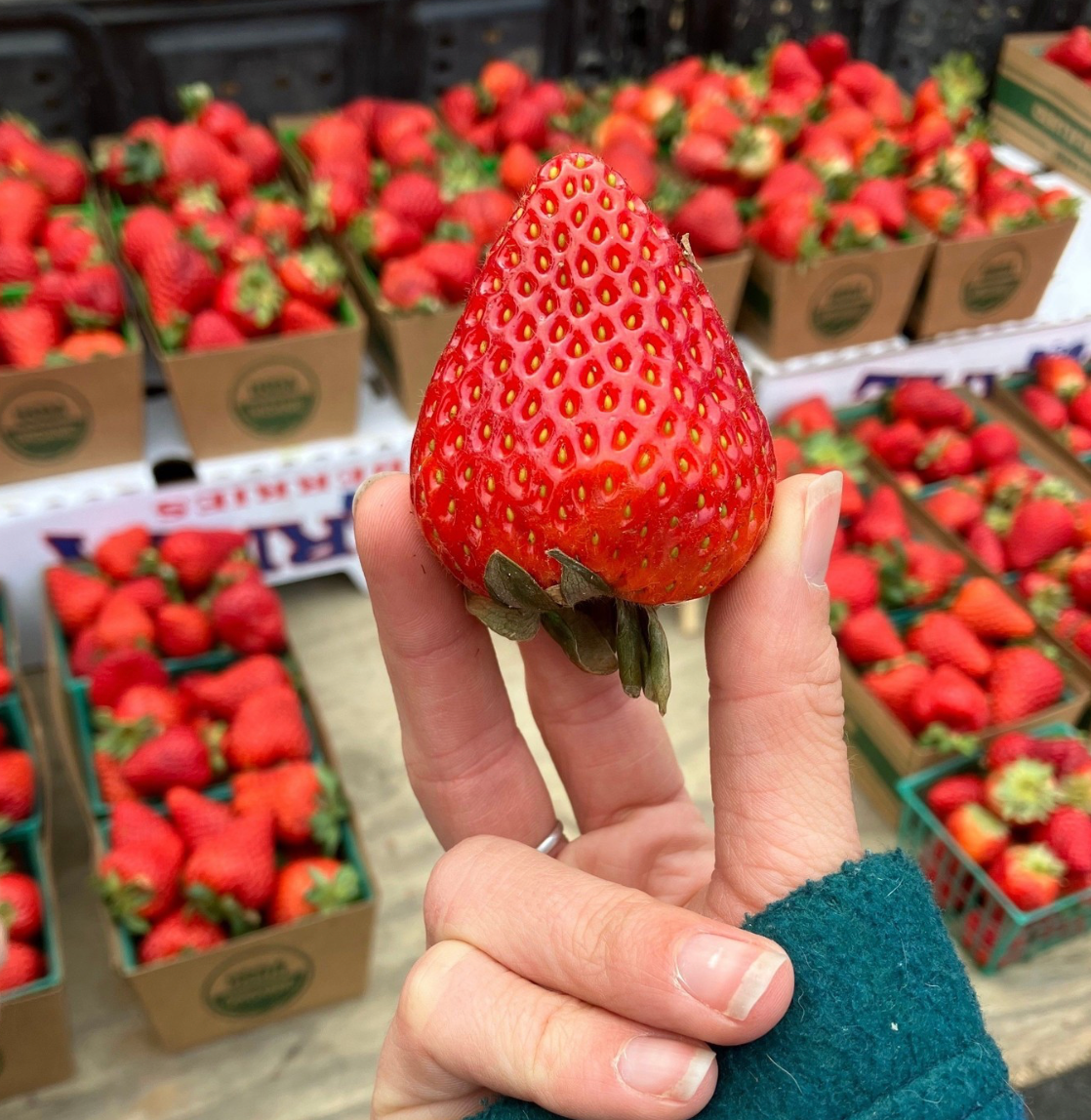 Monterey Day Neutral Strawberry