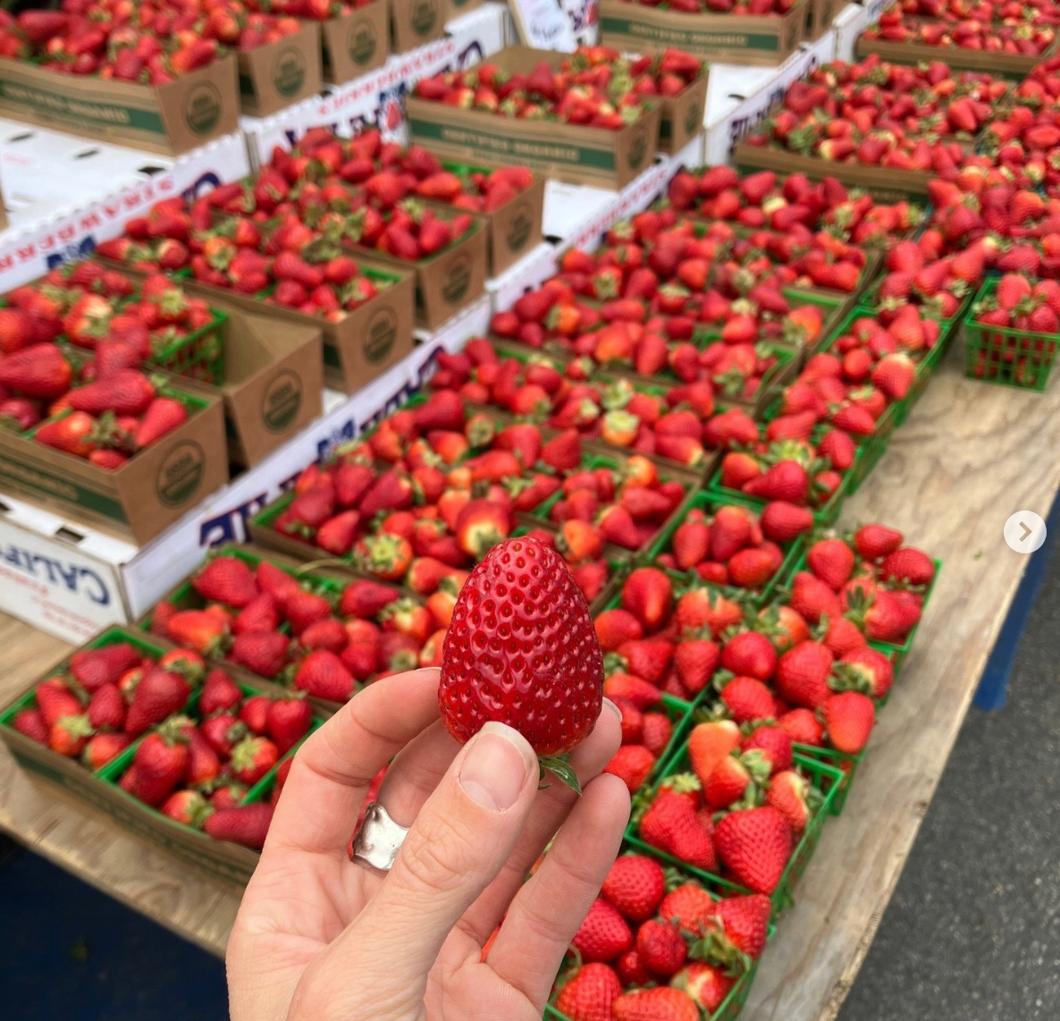 Albion Day Neutral Strawberry