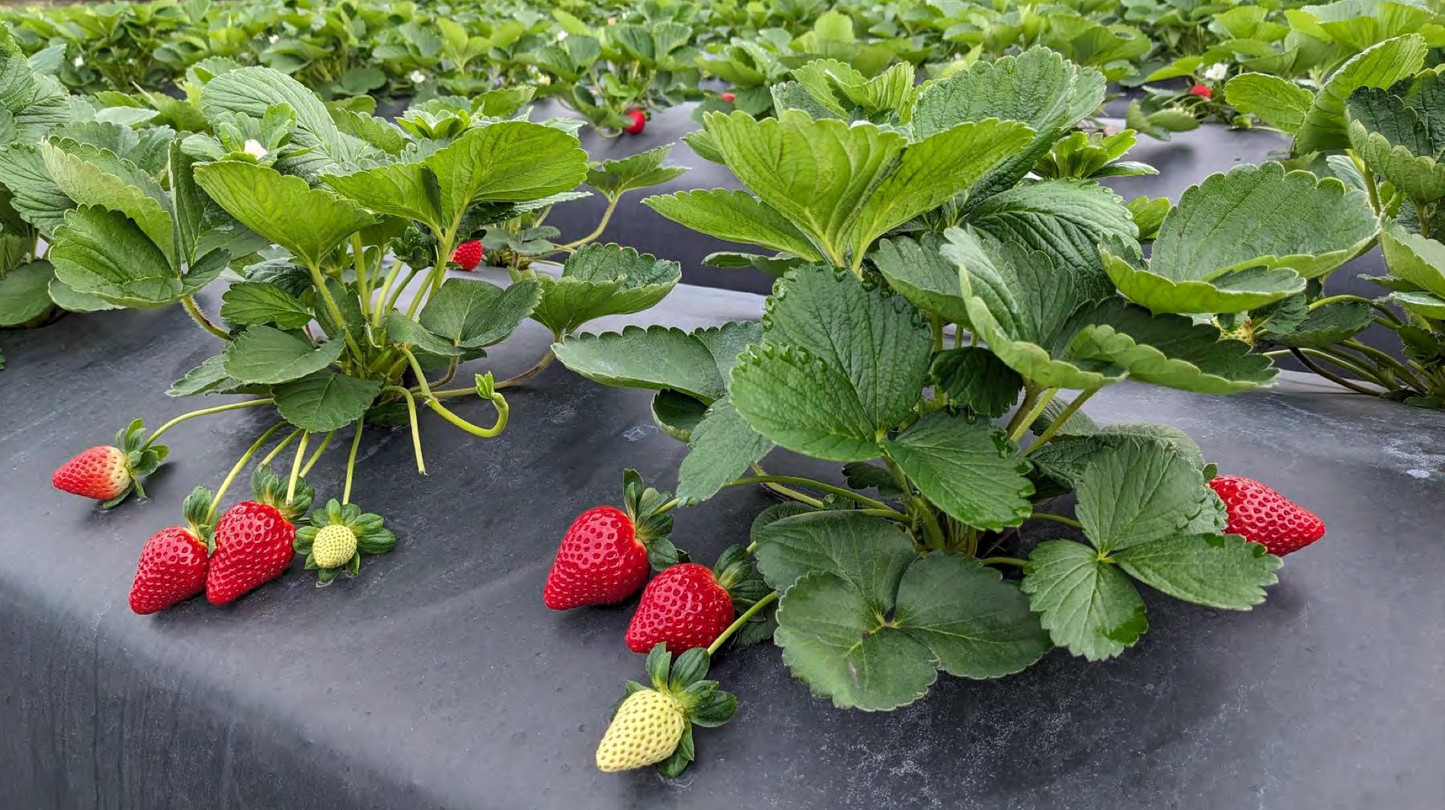 Florida Ember™ Short Day Strawberry