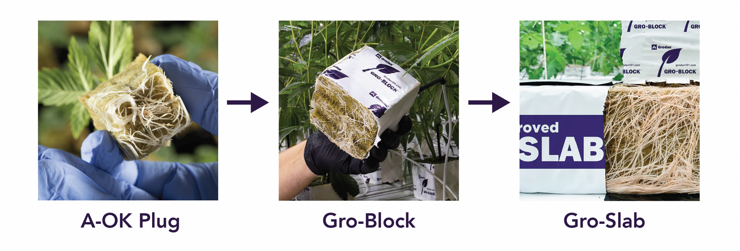 Grodan A OK Starter Plugs™ Pre Filled Tray