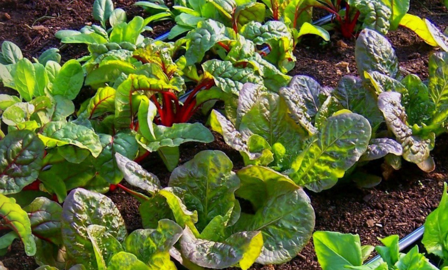 Toro Aqua Traxx Azul® Clog Resistant Drip Tape 0.27 gph, 15 cm Emitter Spacing