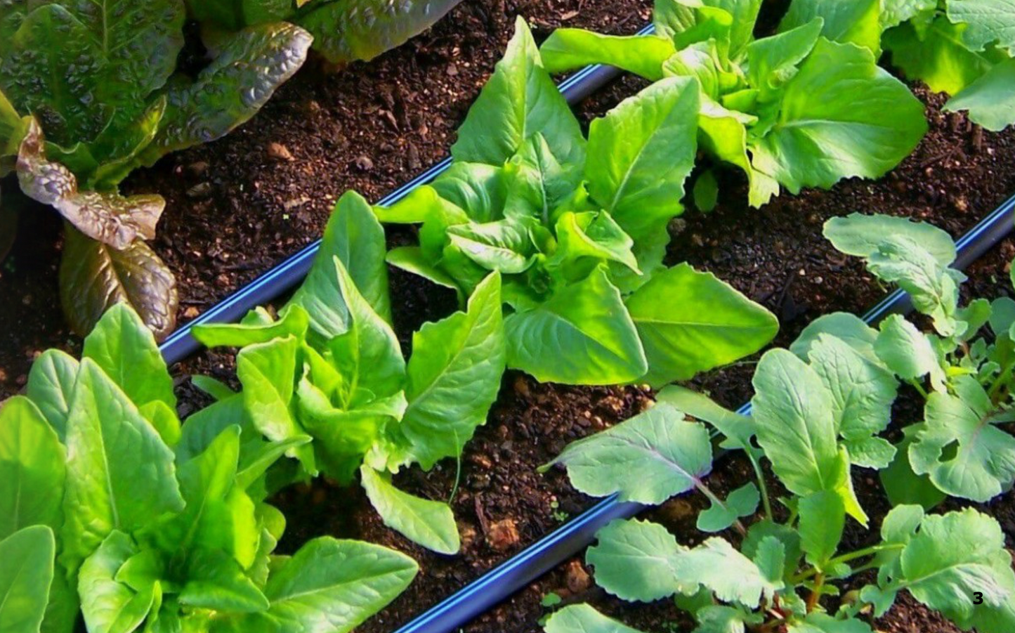 Toro Aqua Traxx Azul® Clog Resistant Drip Tape 0.27 gph, 15 cm Emitter Spacing