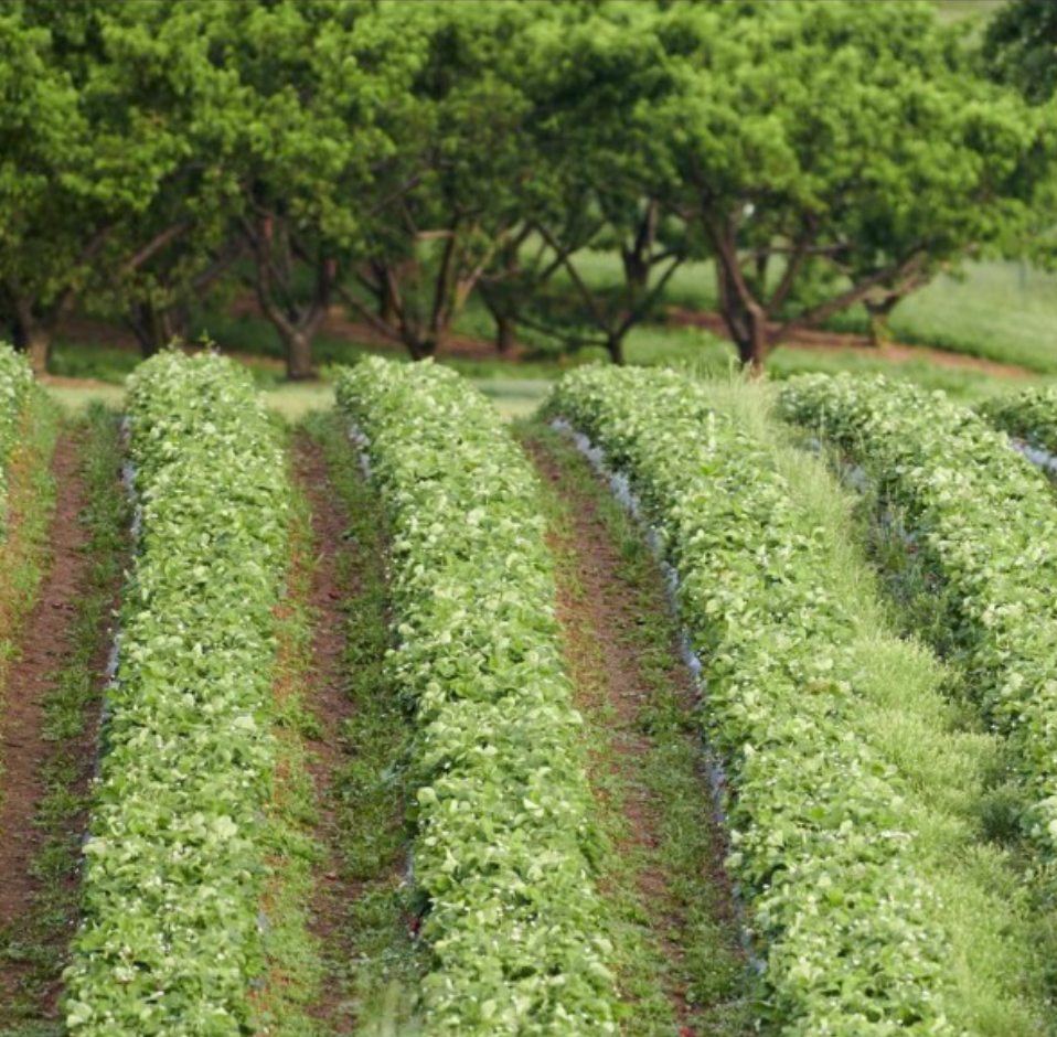 permanent subsurface drip irrigation for row crops on uneven terrain