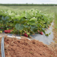 drip irrigation for plasticulture uneven strawberry fields 