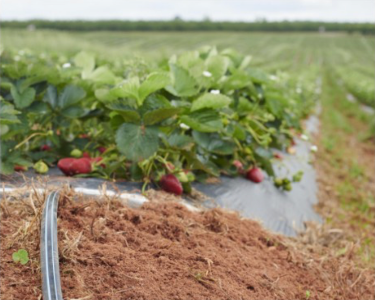 drip irrigation for plasticulture uneven strawberry fields 