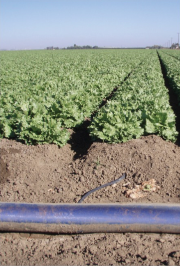 Irrigation pipe in a field with crops