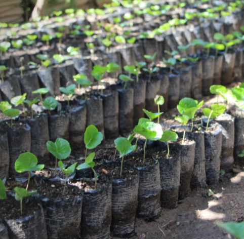 Toro Micro Distribution Tubing Hose 40 mil, 0.455'' x 0.375'' Outside x Inside Dimensions