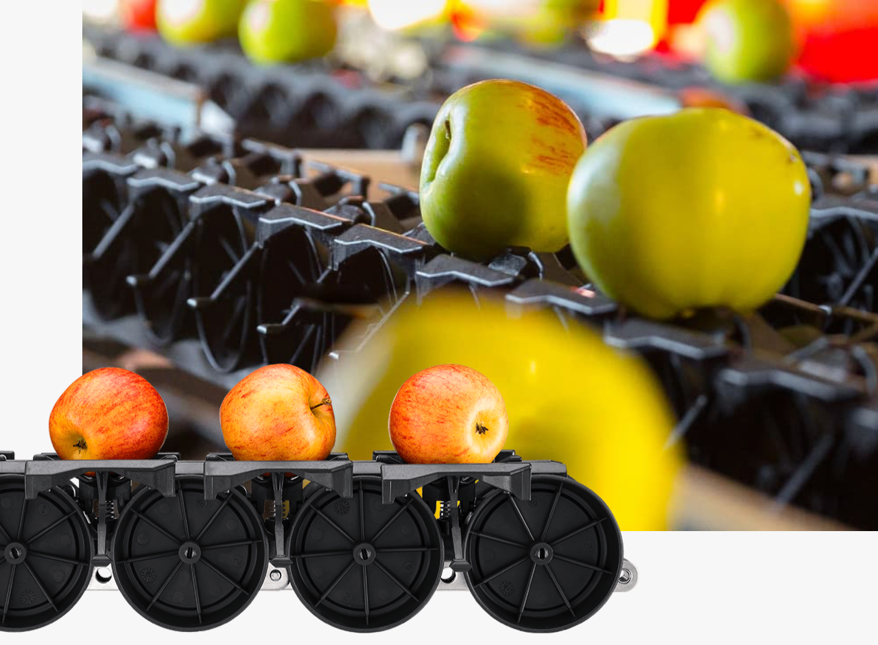 Aweta Apple Sorting and Packing Line