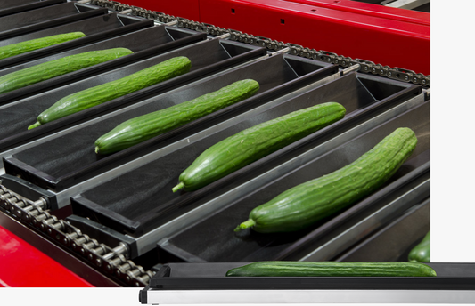 Aweta Cucumber Sorting and Packing Line