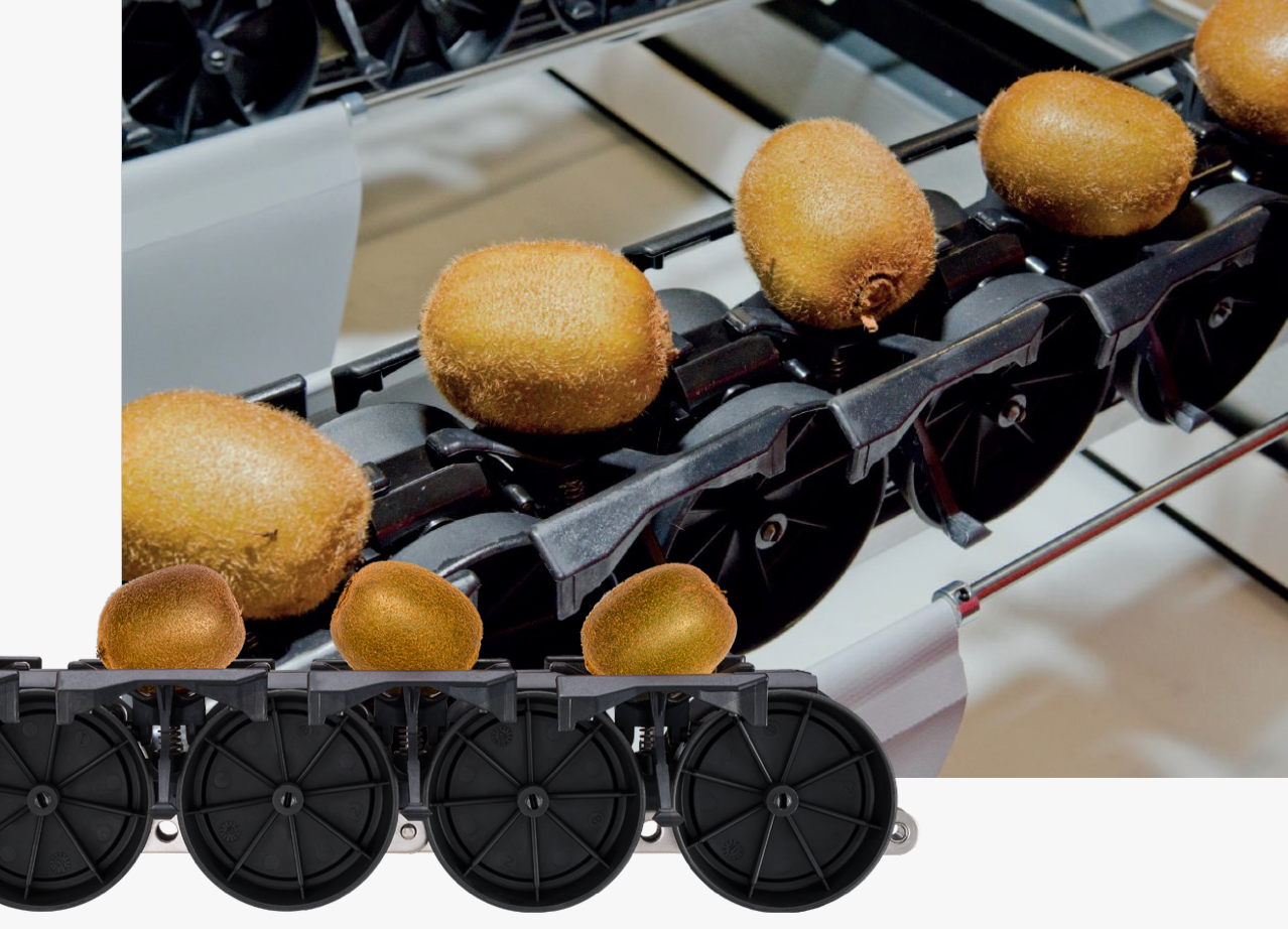 Aweta Kiwi Sorting and Packing Line