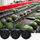 Aweta Avocado Sorting and Packing Line