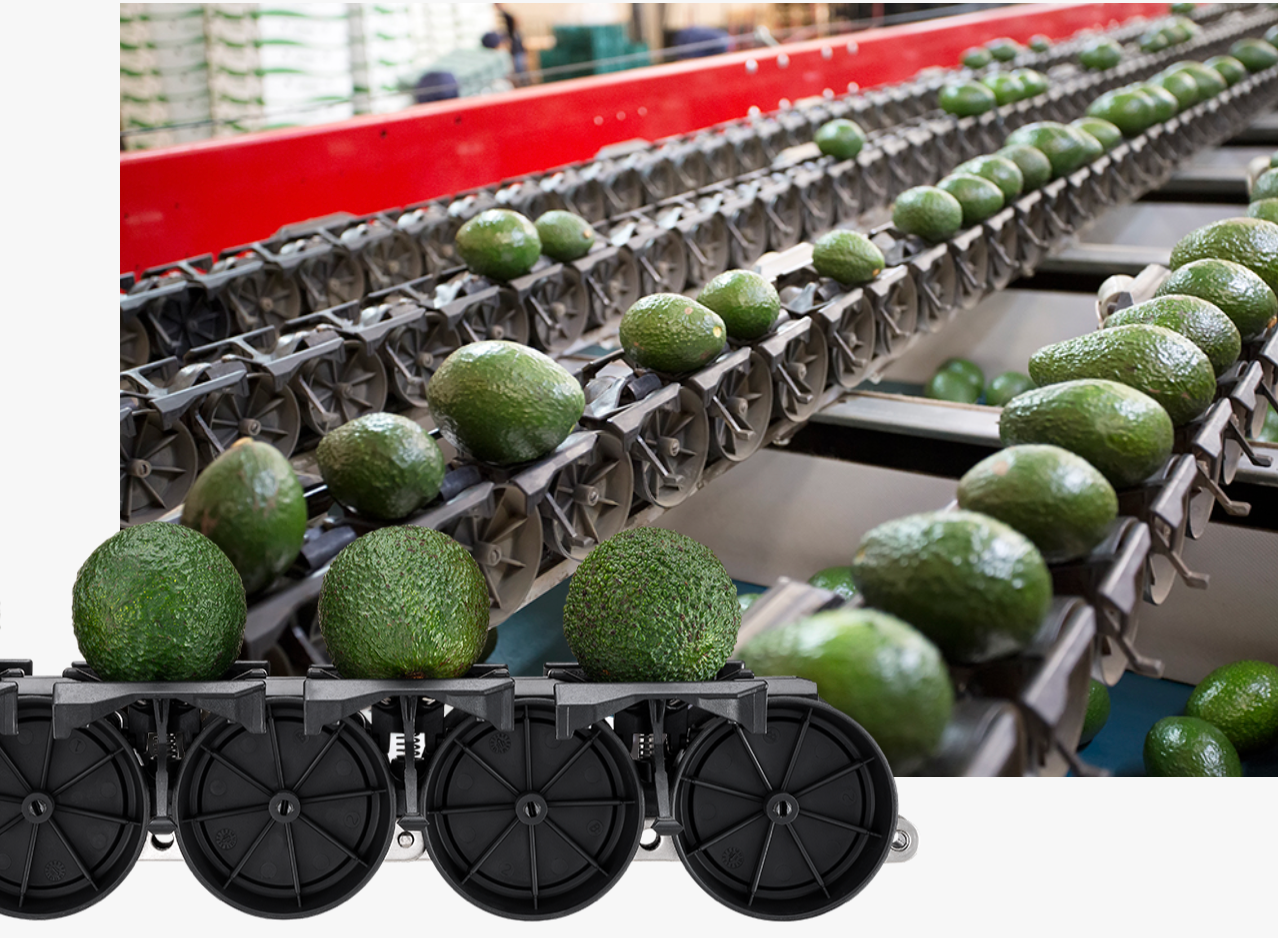 Aweta Avocado Sorting and Packing Line