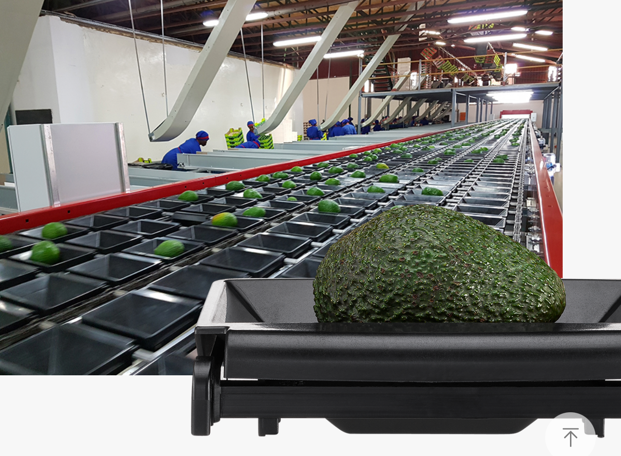 Aweta Avocado Sorting and Packing Line