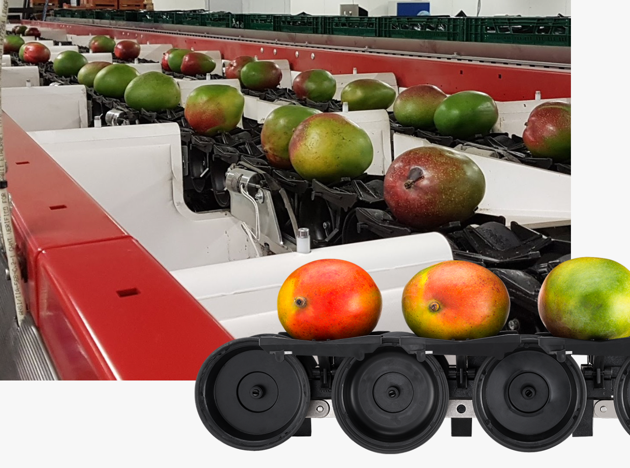Aweta Mango Sorting and Packing Line
