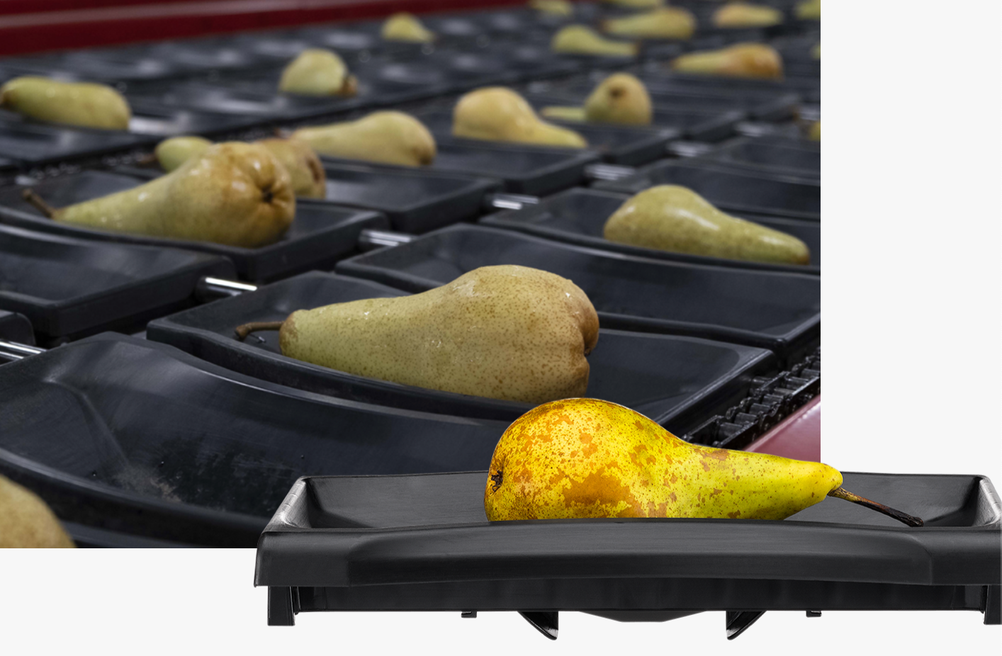 Aweta Pear Sorting and Packing Line – EVERGREEN