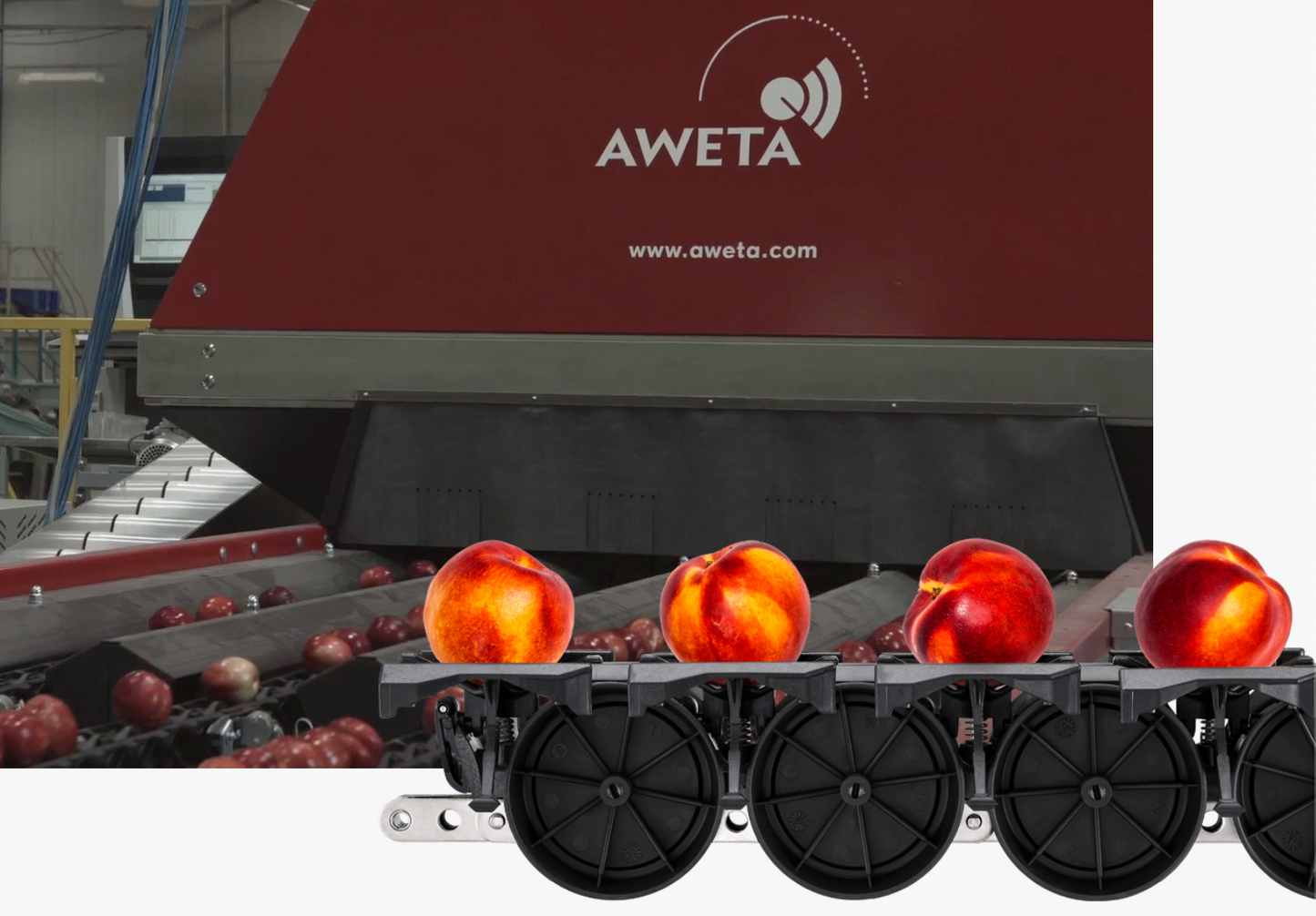 Aweta Stonefruit Sorting and Packing Line