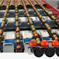 Aweta Tomato Sorting and Packing Line
