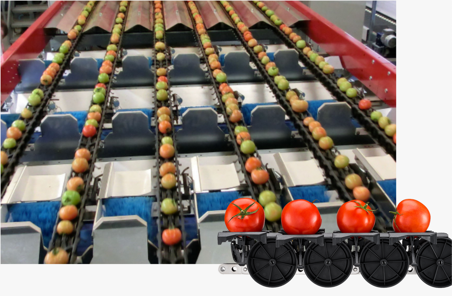 Aweta Tomato Sorting and Packing Line