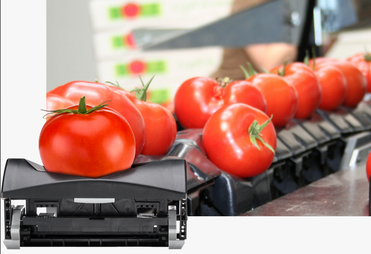 Aweta Tomato Sorting and Packing Line